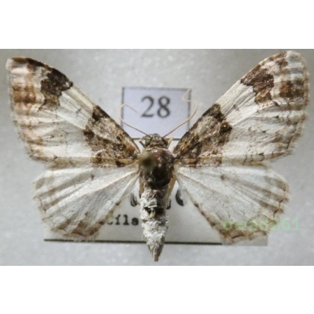 Catarhoe cuculata (Hufnagel, 1767) Czech28